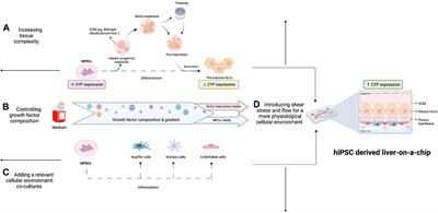 Human induced pluripotent stem cell–derived liver-on-a-chip for studying drug metabolism: the challenge of the cytochrome P450 family